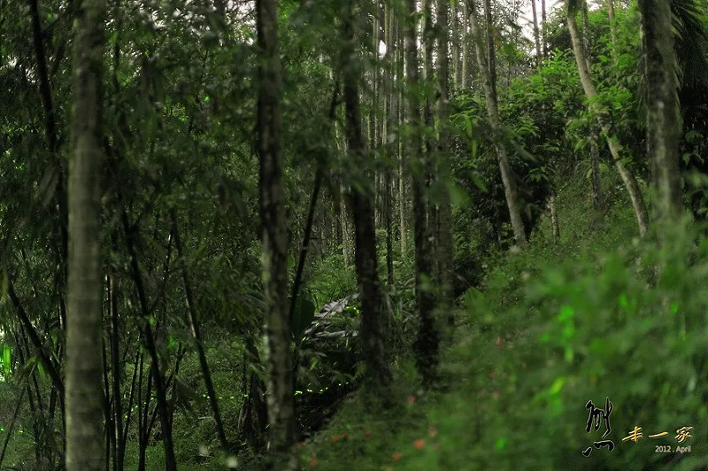 三峽賞螢下午茶｜珍園|螢火蟲花園