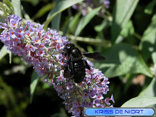 Xylocope violet - Xylocopa violacea 