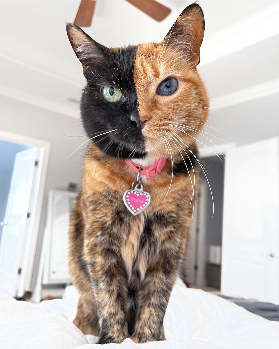 Venus the Two Face Cat