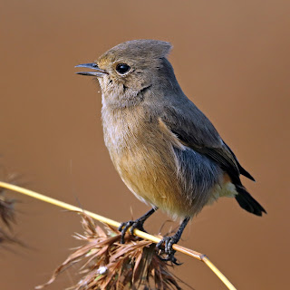 Saxicola caprata bicolor