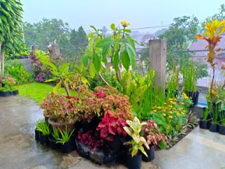 taman, bunga, tanaman, indah, rapi, bersih, murah, refreshing, hobby, go green, green earth, peduli lingkungan