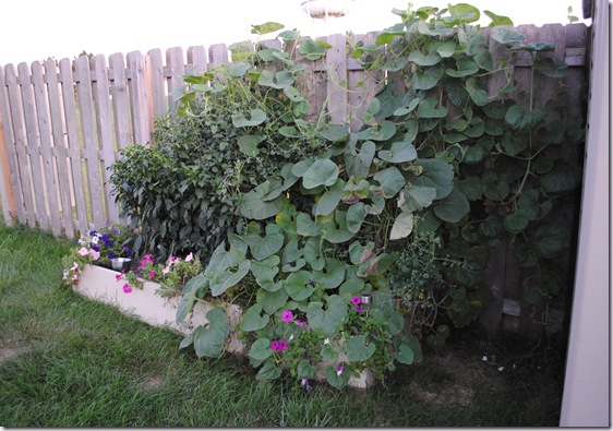Garden Sept 5 (7)