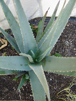 aloe vera