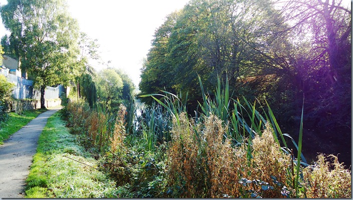 Bull rushes in the canal