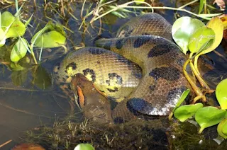 What is the biggest thing a anaconda can eat