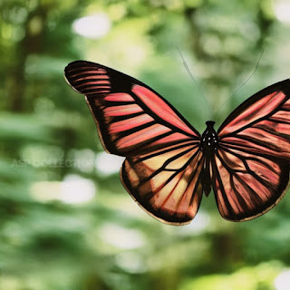 A beautiful red and orange colour Butterfly