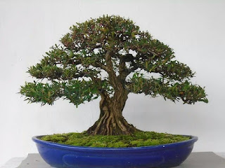 bonsai