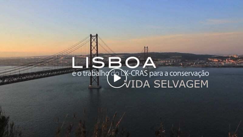 Vida selvagem em Lisboa - Filme internacional