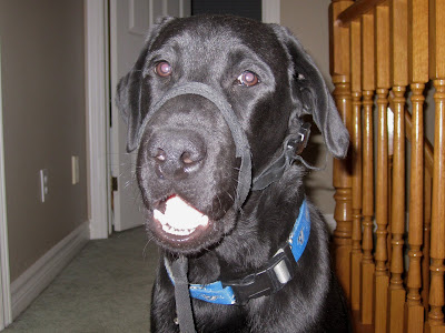 Black lab puppy Romero is sitting in our upstairs hallway, with an open white door behind him and the wooden bannister of our stairs on the right of the picture. The photo centres on Romero's head. He is wearing a halti - a head halter made of thin black fabric that circles around Romero's muzzle and clips together behind his head. A safety strap attaches to the halti under Romero's chip loops down and clips to Romero's blue and gray Blue Jays collar. Romero is looking directly into the camera with his big brown eyes. His mouth is slightly open in a half smile. This photo highlights the long black whiskers on his muzzle and chin. There is a small bead of water dripping from Romero's wet nose.