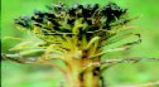 Solgong serpo  (Soroseris hookeriana)