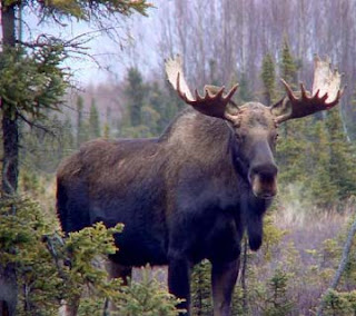 Canadian Moose