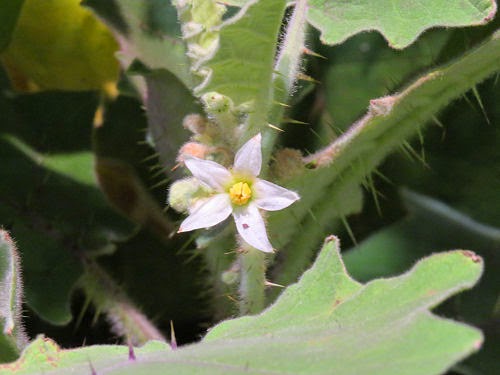 Philadelphia Flower Show 2015- Solanum Quitonese