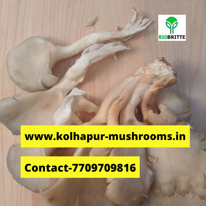 Ganoderma mushroom price per kilo | Ganderma mushroom farming | Biobritte mushroom center