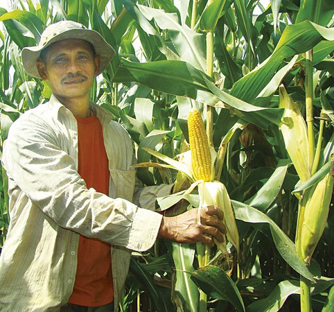 Corn farming in Enrile, Cagayan,