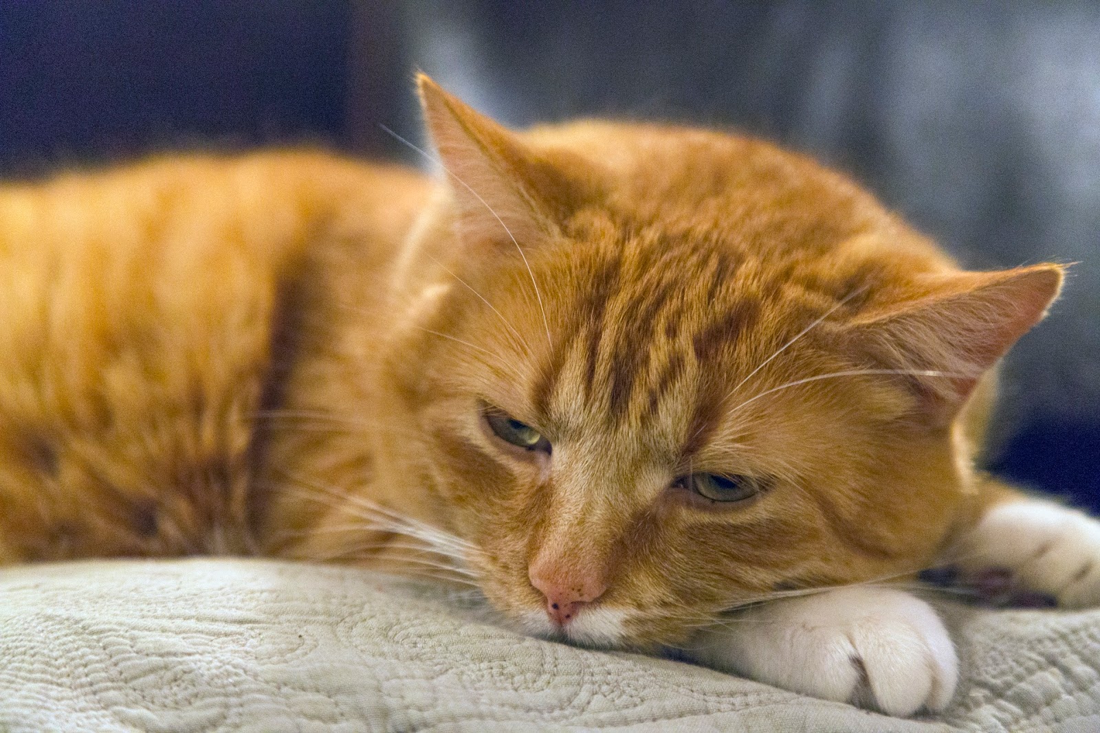 Kumpulan Foto Kucing Lucu Dan Imut Menggemaskan HD Foto Dan