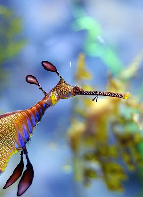 Umbrella Mouth Gulper Eel