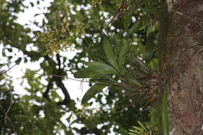 Grow and care Oncidium venustum orchid - The Scoop Oncidium