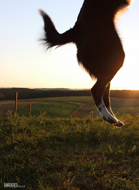 Border collie jumping out of the photo