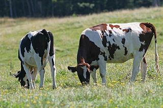 Vacas lecheras frisonas en el campo.