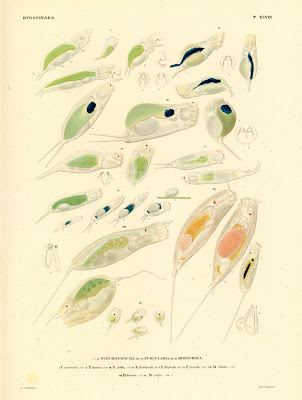 Hydatinaea, Pleurotrocha, Furlicaria, Monocera