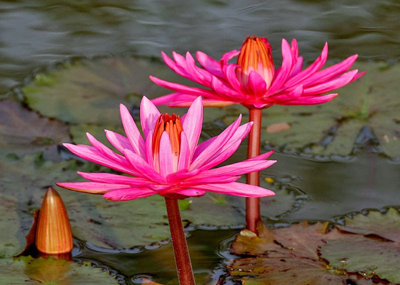 Makna Filosofi Bunga Teratai dan Bunga Lotus - Filosopi Hidup