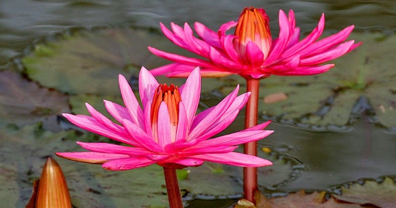 Makna Filosofi Bunga Teratai dan Bunga Lotus | Kumpulan ...