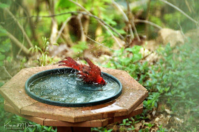 male cardinal in bird bath