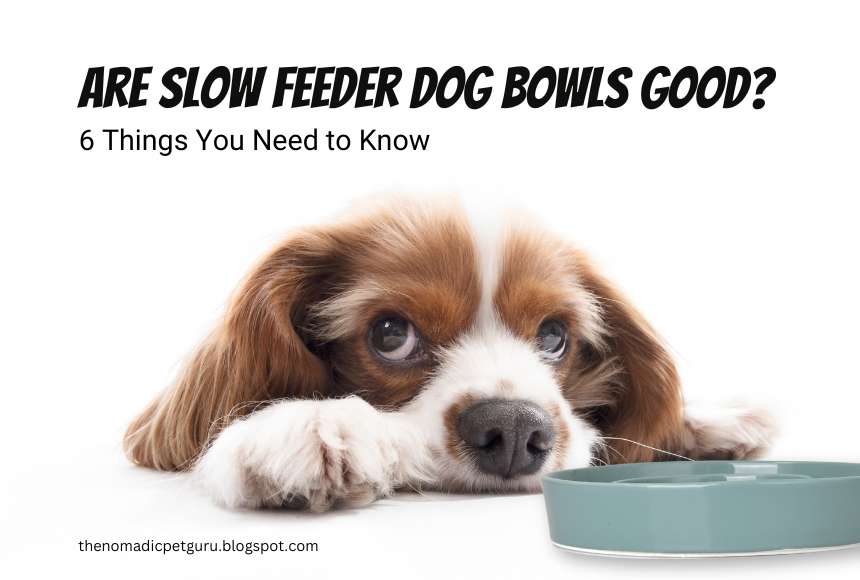 Are Slow Feeder Dog Bowls Good
