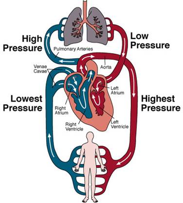 the circulatory system for kids. kids. circulatory system