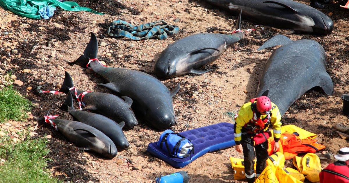 An entire pod of 55 pilot whales has died after a mass stranding on a beach