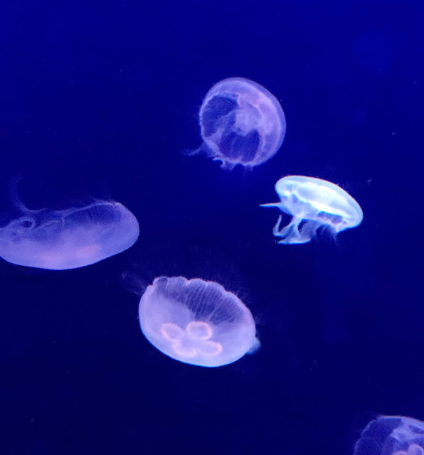 Aquarium de Sunshine City à Tokyo