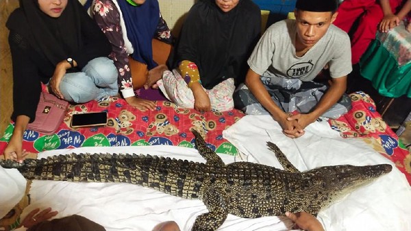 Diyakini Warga Keturunan Manusia, Buaya di Makassar Dibungkus Kafan