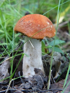 Bolet orangé - Leccinum aurantiacum - Bolet roux