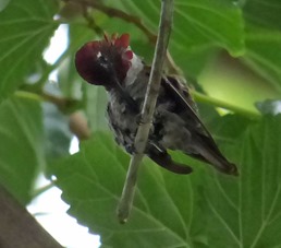 Huminbird