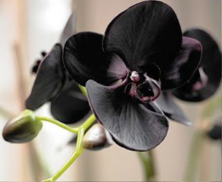 Gambar Bunga Anggrek Hitam (Black Orchid Flowers) 14000