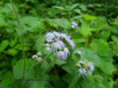 Blue mistflower - Conoclinium coelestinum
