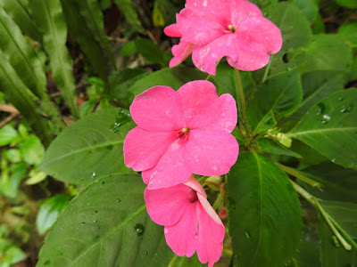 非洲鳳仙花的花