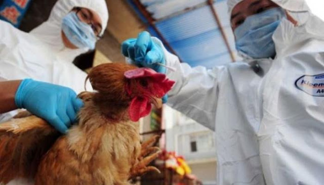 إعدام مئات الآلاف من الدواجن في هولندا وألمانيا خشية تفشي إنفلونزا الطيور