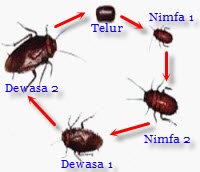 Tugas Biologi Dasar Metamorfosis Tugas Biologi Dasar 