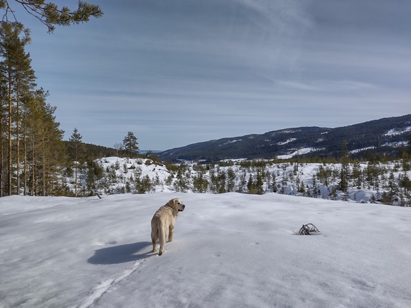 skautur bårnåsåsen