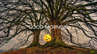 special good morning images tree