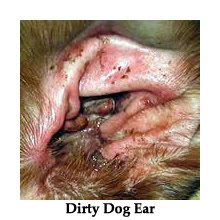 Dog Ear Infection Medicine