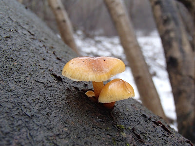 grzyby zimowe, grzybobranie w zimie, grzyby w lutym, Schizophyllum amplum rozszczepka kloszowa, Encoelia furfuracea orzechówka mączysta, Auricularia auricula-judae uszak bzowy, Schizophyllum commune rozszczepka pospolita, Tubaria furfuracea trąbka otrębiasta, Płomiennica zimowa [Zimówka aksamitnotrzonowa] Flammulina velutipes, Xylaria polymorpha próchnilec maczugowaty, Nectria cinnabarina gruzełek cynobrowy, kisielnica kędzierzawa. Exidia nigricans, Ascocoryne sarcoides galaretnica mięsista