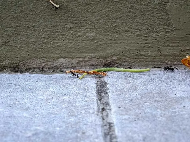 hormiga negra transportando una hoja , segunda en busca de la suya.