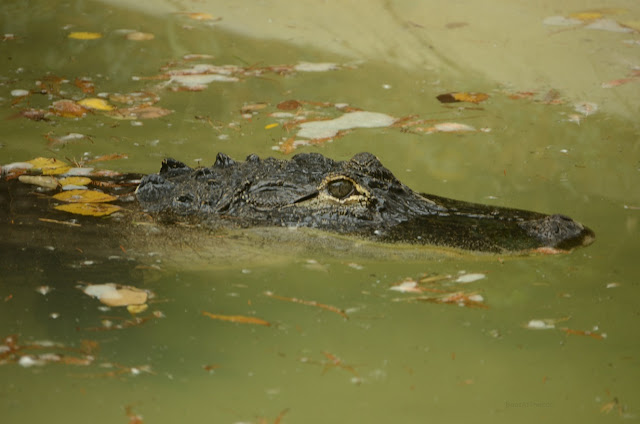 Girl's head--eyes and nostrils--are above water.