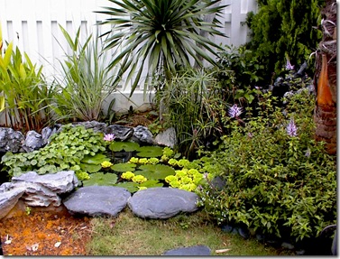 my water garden