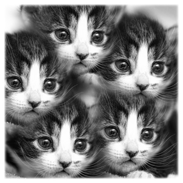 Kitten kaleidoscope by hehaden from flickr (CC-NC)