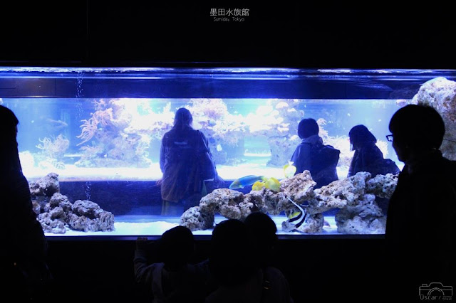 墨田水族館-17