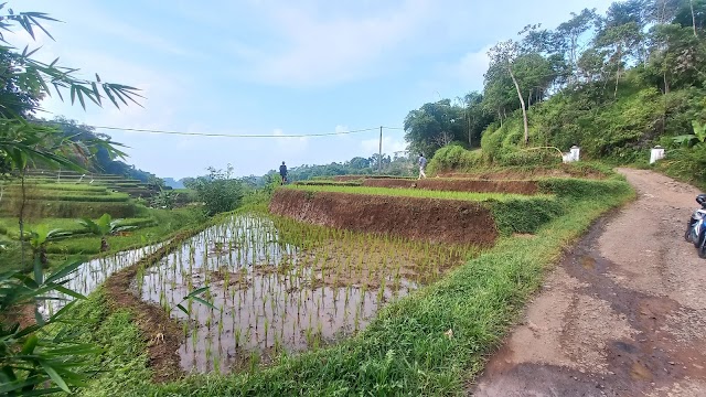 Tanah Sawah Pinggir Jalan Udara Dingin di Sumedang Luas 925 m2