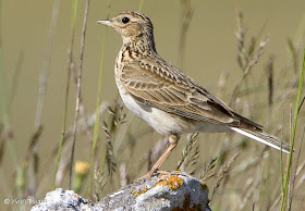 alondra Alauda arvensis